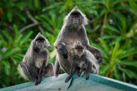 Hulman stribrny - Trachypithecus cristatus - Silvered leaf monkey or Silvery langur o9059